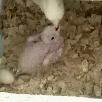 عروس هلندی|پرنده|محمدیه-قزوین, |دیوار