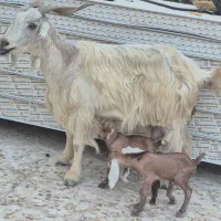 بز، دو قلو زا با کهره نر ماده ،2کهره شیری نر|حیوانات مزرعه|وحدتیه, |دیوار