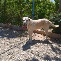 یک توله سگ سرابی اصیل