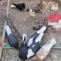 کفتر