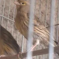 قناری|پرنده|کرمان, |دیوار