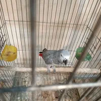 کاسکو ماده آماده جفت|پرنده|تهران, دولتخواه شمالی|دیوار