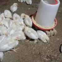 فروش جوجه گوشتی|حیوانات مزرعه|خان ببین, |دیوار