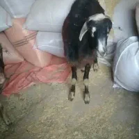 یک عدد گوسفند جوان ۱ساله قوچ خورده