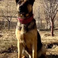 ژرمن ورک لاین ماده