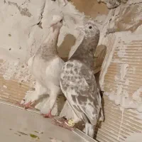 هفرنگ رسمی|پرنده|الوند, |دیوار