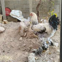 خروس برهما|حیوانات مزرعه|هشتگرد, فاز ۳ مهستان|دیوار