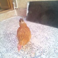 مرغ محلی با 3جوجه