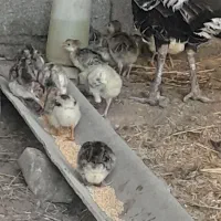 بوقلمون مادر