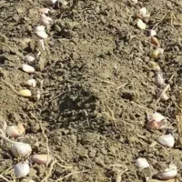 سرکارگرهستم،با قیمت منصفانه