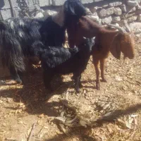 دو عدد بز کاره دار