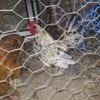 خروس مینیاتوری