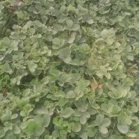 نهال توت فرنگی سابرینا|خدمات باغبانی و درختکاری|دلند, |دیوار