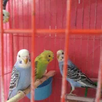 چند عدد مرغ عشق رنگی و دورگ آلبینو