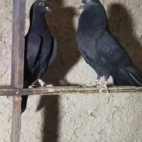 کبوتر پرشی ساعت سنگین