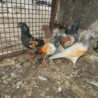 کبوترپاکستانی|پرنده|بندر گناوه, |دیوار