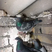 پلاکی|پرنده|بوئین زهرا, |دیوار