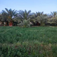 فروش باغ با حدود ۱۰۰ درخت نخل،ریگان