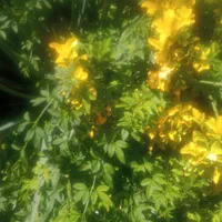 خدمات  باغبانی بصورت حرفه‌ای با35سال از0تا100|خدمات باغبانی و درختکاری|شیراز, قدوسی غربی|دیوار