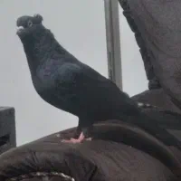 کبوتر قعطه دار کاکلی|پرنده|میاندوآب, |دیوار