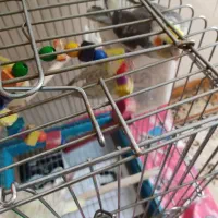 پرنده|پرنده|پردیس, فاز ۸|دیوار