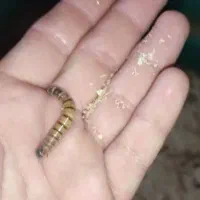 فروش میلورم و سوپر میلورم زنده|خزنده|شیراز, شاپورجان|دیوار