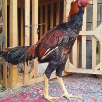 خروس لاری|حیوانات مزرعه|خان ببین, |دیوار