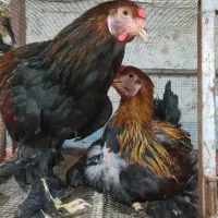خروس برهما پاتریج ۷ ماهه