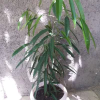 فروش گلهای اپارتمانی