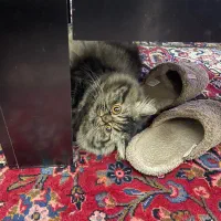 گربه پرشین جهت جفت یابی
