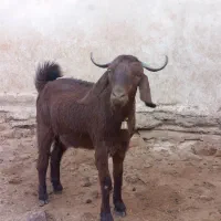بز آنتیک|حیوانات مزرعه|خرم‌آباد, |دیوار