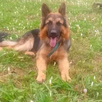 گمشده توله ژرمن ۱۰ ماهه نر