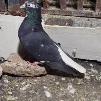 کرز دم سفید نر|پرنده|ایلام, |دیوار