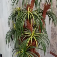 گل مصنوعی|گل مصنوعی|مشهد, آزادشهر|دیوار