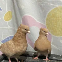 کبوتر زرد اجری|پرنده|پل سفید, |دیوار