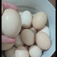 تخم مرغ ،مرغ برهما
