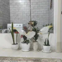 لوستر حبابی