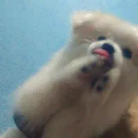 سگ باهوش اشپیز بامرین|سگ|بندرعباس, |دیوار