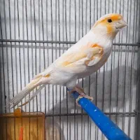 قناری موزاییکی خوشرنگ