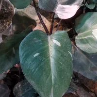 بنسای فیلندرون پینک|گل و گیاه طبیعی|قم, خداکرم|دیوار