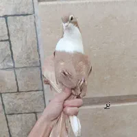 زرد ریشی|پرنده|کرمان, |دیوار