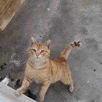 واگذاری گربه بسیار دستی و مهربون