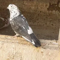 کفتر قاره|پرنده|نهاوند, |دیوار