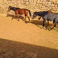 اسب|اسب و تجهیزات اسب‌سواری|سلماس, |دیوار