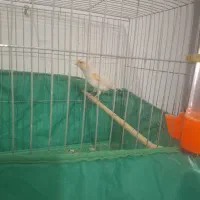 قناری نرمست بخون وماده آماده مزایکی