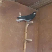 دوتا ماده ی همه چی تموم|پرنده|شیراز, ارم|دیوار