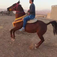 فروش مادیان و کوره مادیان درجه یک کورد|اسب و تجهیزات اسبسواری|ماهیدشت, |دیوار