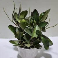 گل قاشقی بسیار زیبا در دو رنگ سبز و لب ماتیکی