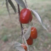 خشک. بار