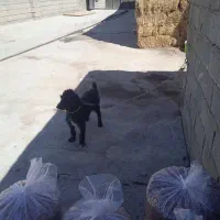 سک پاکوتاه